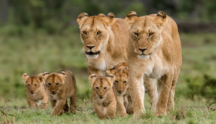Ngorongoro Safari
